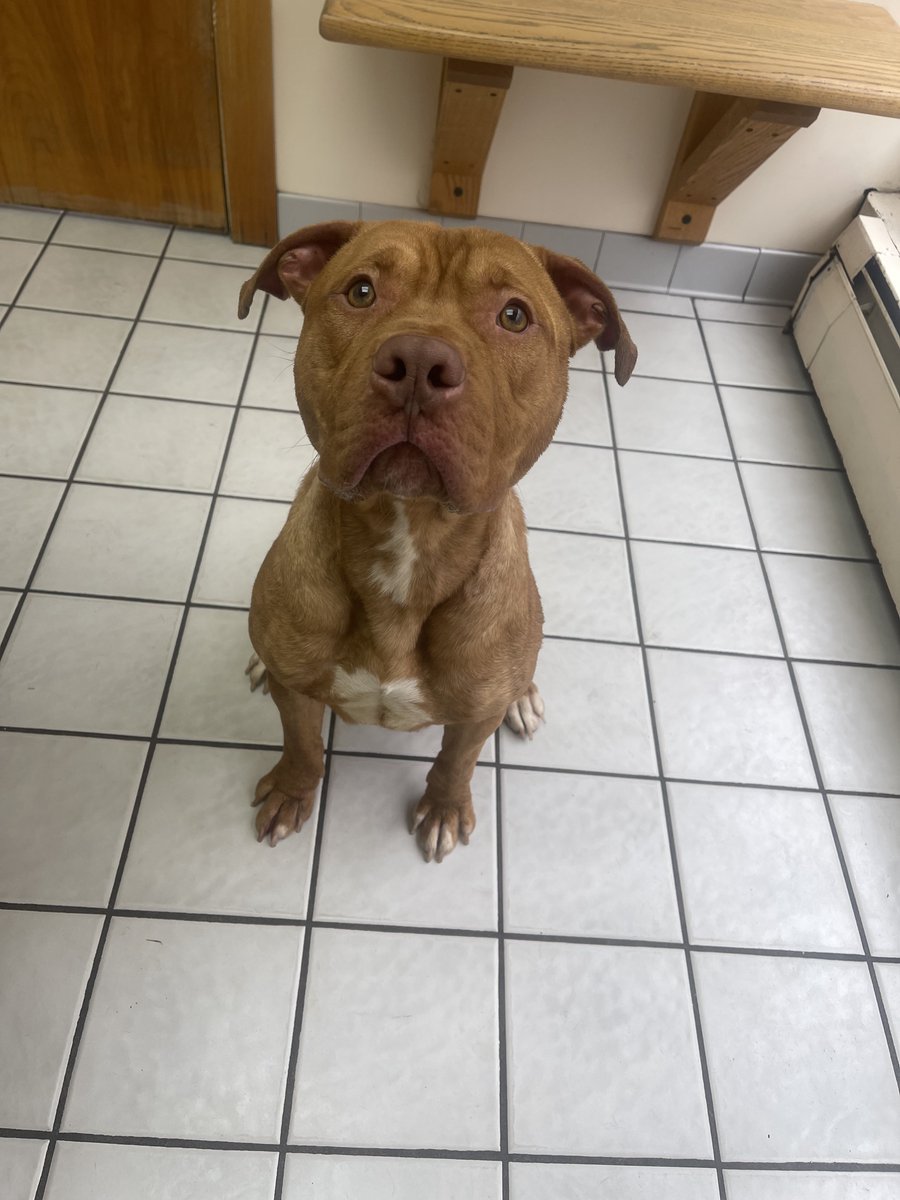 ALERT: Do you know who this dog is?

Wellesley Police found this nervous, but sweet pitbull mix today roaming around Ouellet Park with a collar and leash but no chip.

Please reach out to Wellesley Police for more information.