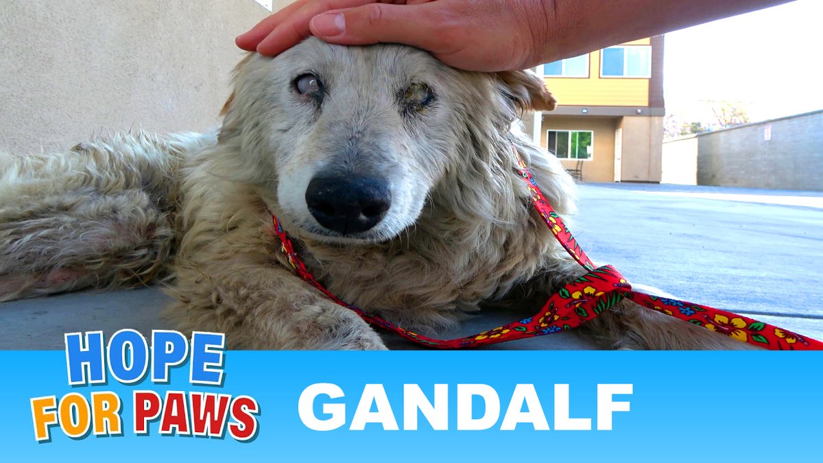 Gandalf, a senior blind dog was abandoned by his family. His rescue video is on our homepage here: hopeforpaws.org (it's not easy to watch, but it's important).