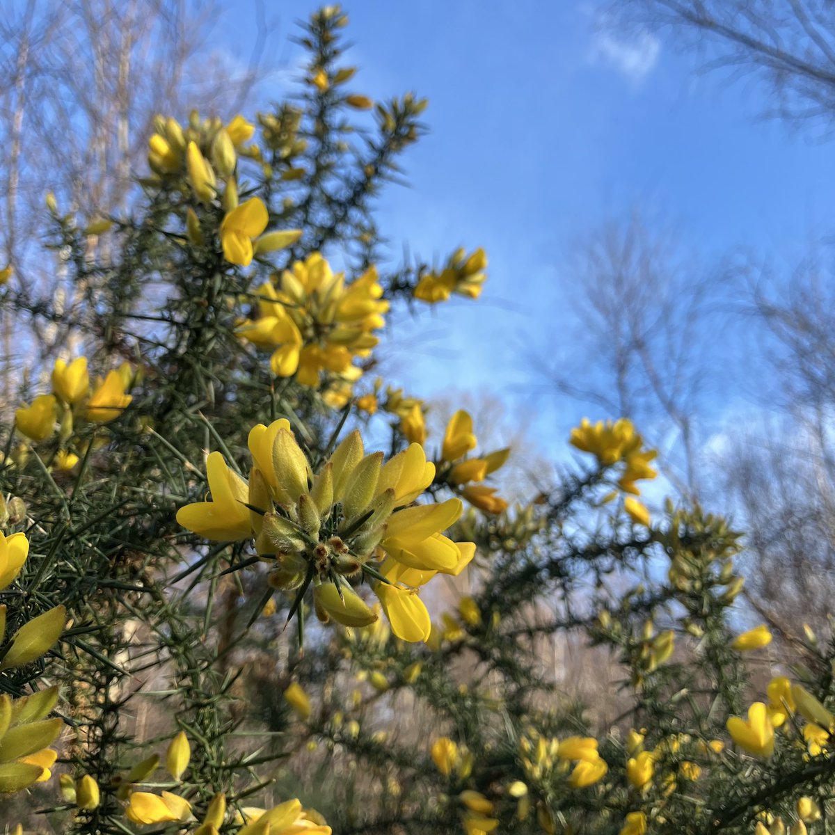 Spring time flowers may be on their way; yet winters gorse is celebrating the renewed warmth of the sun with a glorious display.
#WildflowerHour 
<a href="/BSBIbotany/">BSBI: Botanical Society of Britain & Ireland</a>