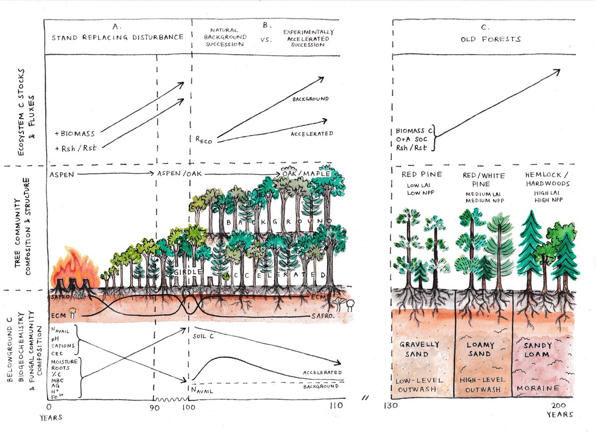 🆕 in the journal: Plots representing 200 yrs of forest succession show how carbon cycling is shaped by disturbance, community shifts &amp; climate

📄Carbon cycling across ecosystem succession in a north temperate forest: Controls and management implications
doi.org/10.1002/eap.70…
