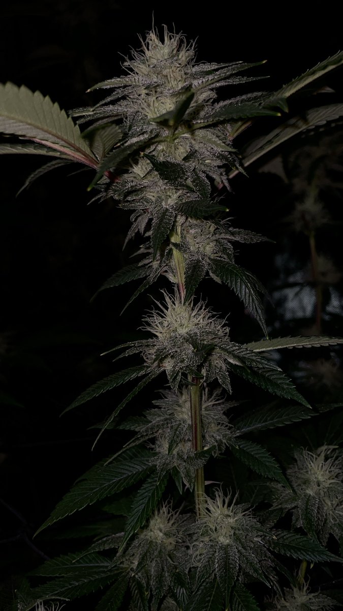 Case OG – a rare, powerhouse OG with straight gas and burnt rubber terps. Heavy yields, super dank, and a must-have for real OG lovers.  This plant has not been pollinated, but we did hit another Case OG with Sour Diesel BX2 reversed pollen—expect some high-octane offspring soon.