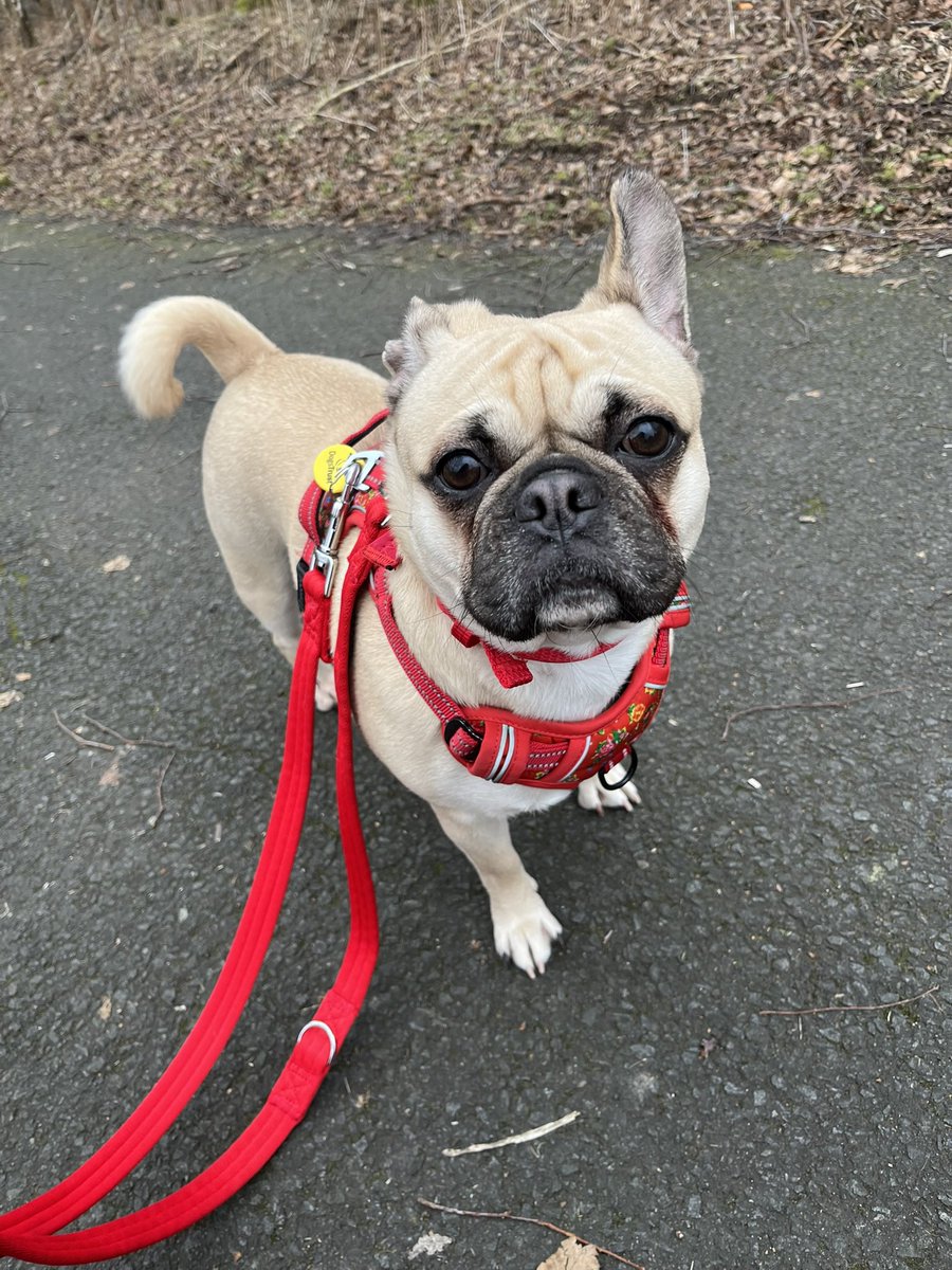 What joy this little one has brought since we adopted her last month <a href="/DT_WestCalder/">DogsTrust West Calder (Edinburgh) and Dundee</a> 🐶❤️ #petlovers #meaningfulroles