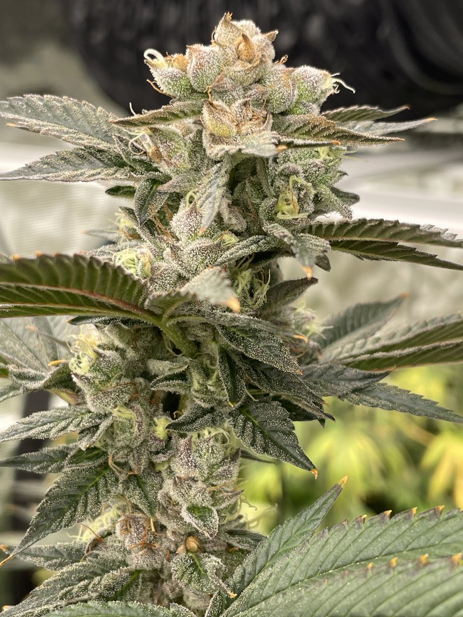 Motorbreath 15 is packed with seeds after a successful pollination by Sour Diesel BX2! Expect pure gas, funk, and power in the next generation. Stay tuned for the heat! 🔥💨🌱 #Motorbreath15 #SourDieselBX2 #GasOnGas #SpacemanSeedCo