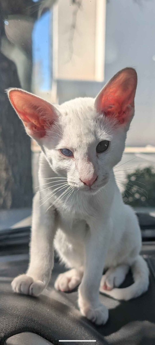 RogueMorose's tweet image. 