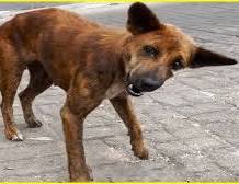 Dstv stake holders currently viewing Ugandan comments