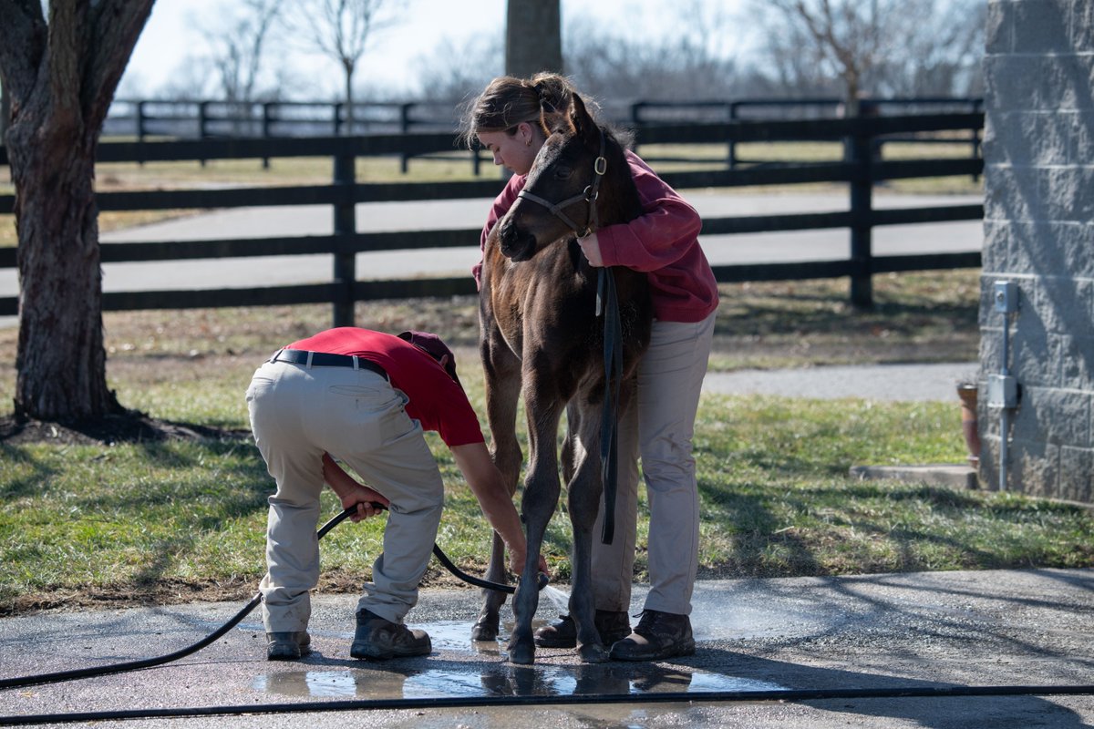 TaylorMadeSales's tweet image. Ending February on a 🫧 squeaky-clean note! #ReadyforSpring ☀️ #FoalFresh