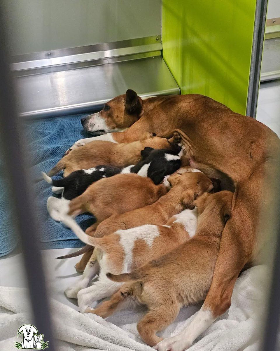 It's World Spay Day, and we're celebrating that this will be mama Lotus' LAST LITTER! 🐾 
Barely full grown herself, Lotus will be spayed once her puppies are weaned to prevent anymore unplanned litters.
Help us continue that work at aarcs.ca/donate. 🙏
#AARCS
