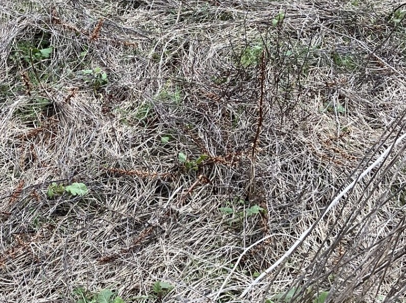 John Cussans (@weedscijohn) on Twitter photo Went live with the survey last week & already been sent a pic of Orobanche parasitising legume species in an AB15 scheme.
Is the increased use of compatible host species in schemes like AB15 leading to more parasitic weeds on farm?
Give us your feedback tinyurl.com/parasiticweeds Went live with the survey last week & already been sent a pic of Orobanche parasitising legume species in an AB15 scheme.
Is the increased use of compatible host species in schemes like AB15 leading to more parasitic weeds on farm?
Give us your feedback tinyurl.com/parasiticweeds