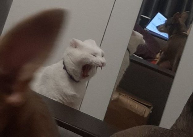 А моей женой накормили толпу