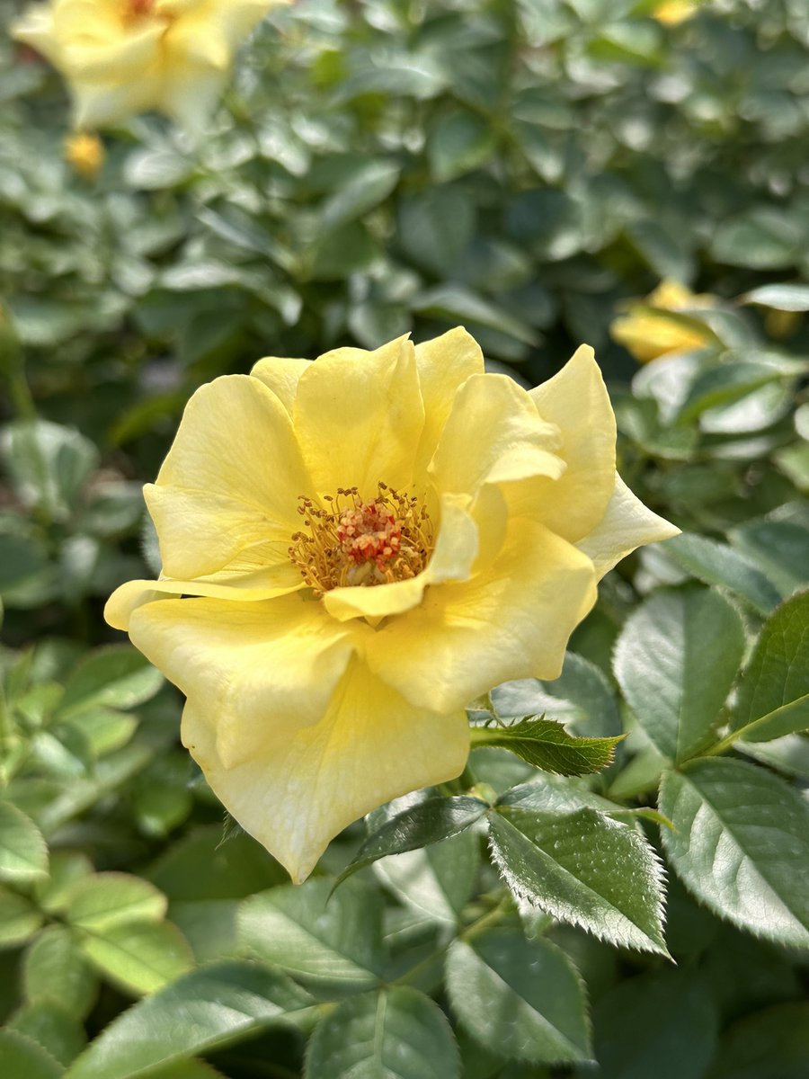 rika_miy's tweet photo. 魅力 :D
#charm #魅力 #thanks #感謝 #consideration #思いやり #elegance #優雅 #aflower #花 https://t.co/6RL9Dgvv6E