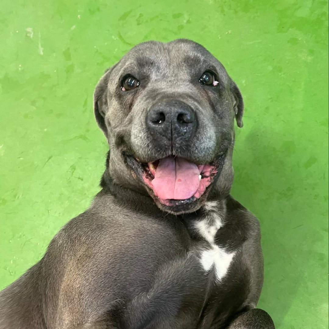 Meet Alisa, a charming and playful stray turned affectionate cuddle bug, eagerly awaiting her forever home! Confident, sociable, and a total toy lover, she thrives on playtime, walks, and loving bum scratches. Fully recovered and well-trained, she’s ideal for an active family ...