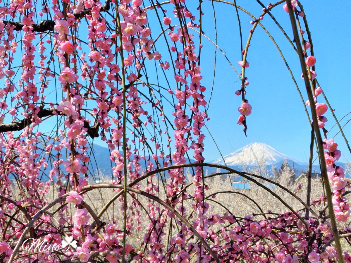 miineekoo's tweet image. しだれ梅と白梅と
大好きな富士山ꯁꯧ
✿ ┈ ⋯ ┈ ✿ ┈ ⋯ ┈ ✿ ┈ ⋯ ┈ ✿
ぽぽちゃん(@hiro1024)が曽我梅林に連れていってくれたᕷ⋆͛*(៸៸᳐&amp;gt;𖥦&amp;lt;៸៸᳐ )੭ﾞ