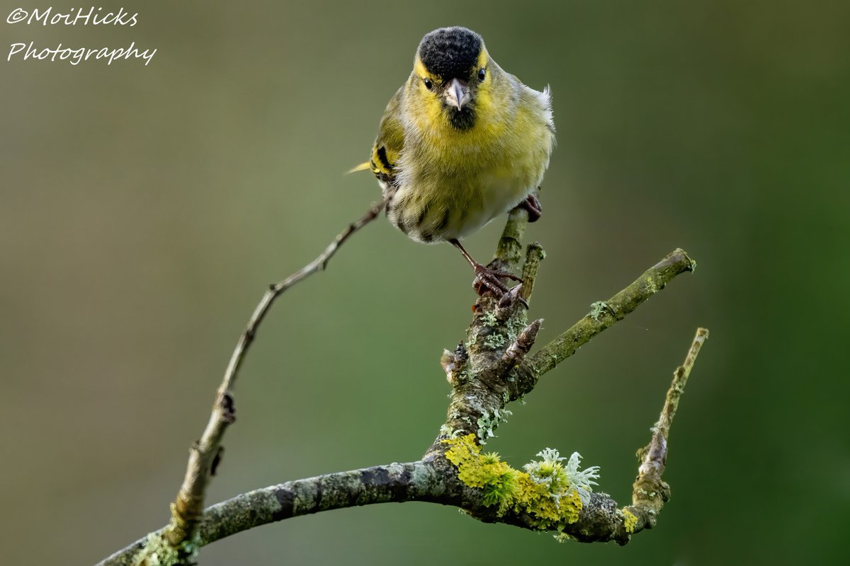 Sofa Birding (@sofabirdermoi) on Twitter photo Great to see Redpoll and Siskin no`s have picked up again in my E.Sussex garden. 24-02-25 <a href="/BBCSpringwatch/">BBC Springwatch</a> <a href="/WildlifeMag/">BBC Wildlife</a> <a href="/SussexBirding/">Sussex Birding</a> <a href="/SussexOrnitholo/">Sussex Ornithology</a> <a href="/RSPBbirders/">RSPB Birders</a> <a href="/CountryfileMag/">Countryfile Magazine</a> Great to see Redpoll and Siskin no`s have picked up again in my E.Sussex garden. 24-02-25 <a href="/BBCSpringwatch/">BBC Springwatch</a> <a href="/WildlifeMag/">BBC Wildlife</a> <a href="/SussexBirding/">Sussex Birding</a> <a href="/SussexOrnitholo/">Sussex Ornithology</a> <a href="/RSPBbirders/">RSPB Birders</a> <a href="/CountryfileMag/">Countryfile Magazine</a>