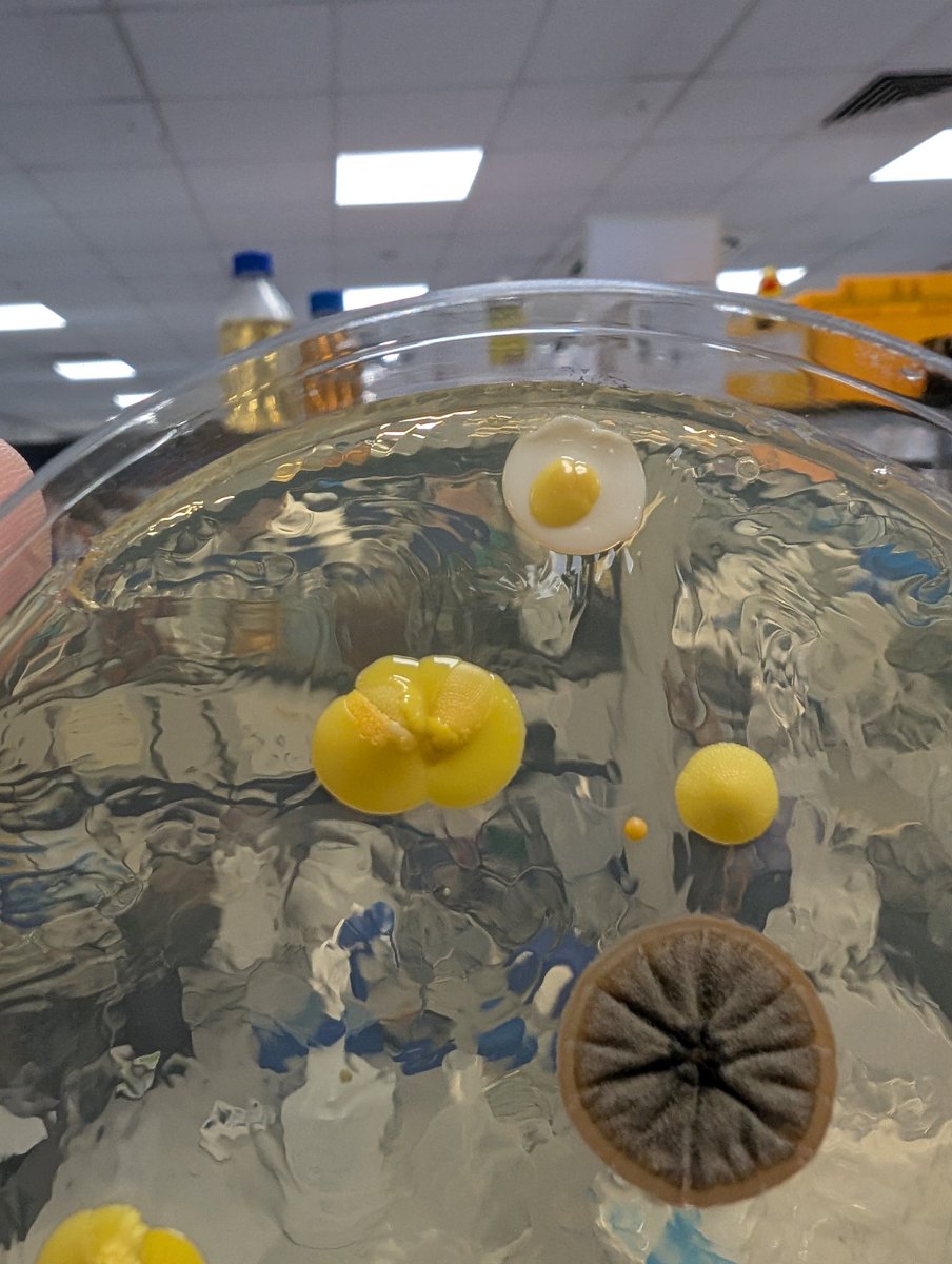 <a href="/ContamClub/">Contamination Club</a> the cutest little sunny side up contamination surprise in the lab this week 🐣