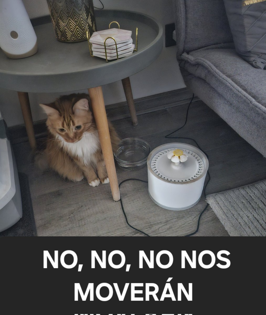 Mi gata está muy molesta con que su bebedero no funciona y por supuesto que no quiere tomar agua de los pocillos que hemos puesto en distintas partes. Ahora se instaló al lado de él en señal de protesta.

<a href="/coord_electrico/">CoordinadorEléctrico</a> se requieren soluciones urgentes.