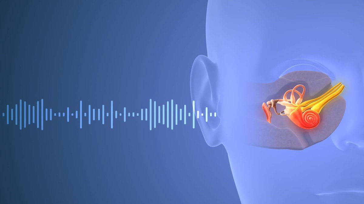 🔬👂 Nerve fibers in the inner ear help adjust sound sensitivity and may compensate for hearing loss. Using an innovative imaging tool to examine the mouse inner ear, scientists made a discovery that could help treat hearing disorders.