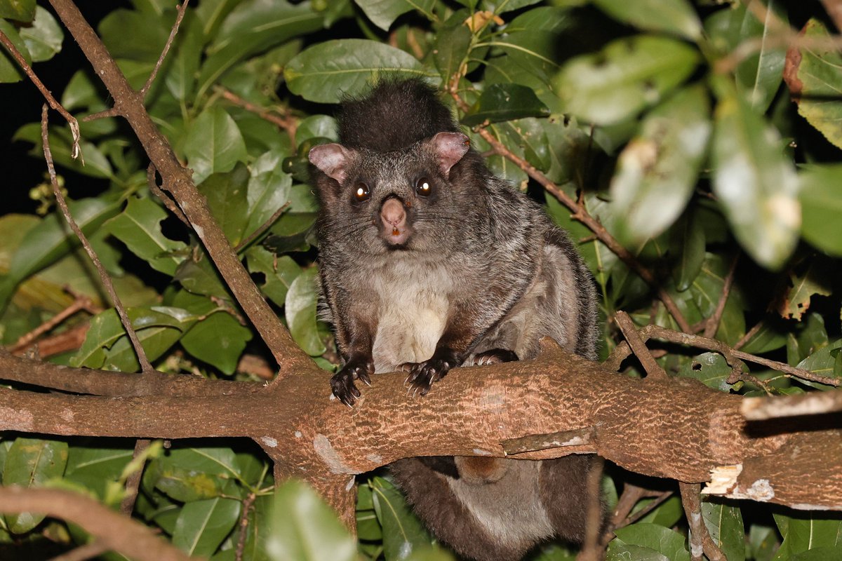 Dominic Mitchell tweet media