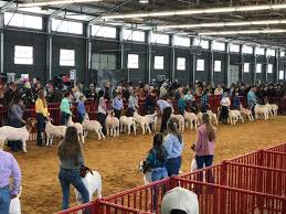 sirpaddydaddy's tweet image. How about we get some local news crews to Texas’ largest county show, the Tarrant County Junior Livestock Show🤠

This charity raises over $400k annually for Tarrant County Kids💸

Running today though Saturday!