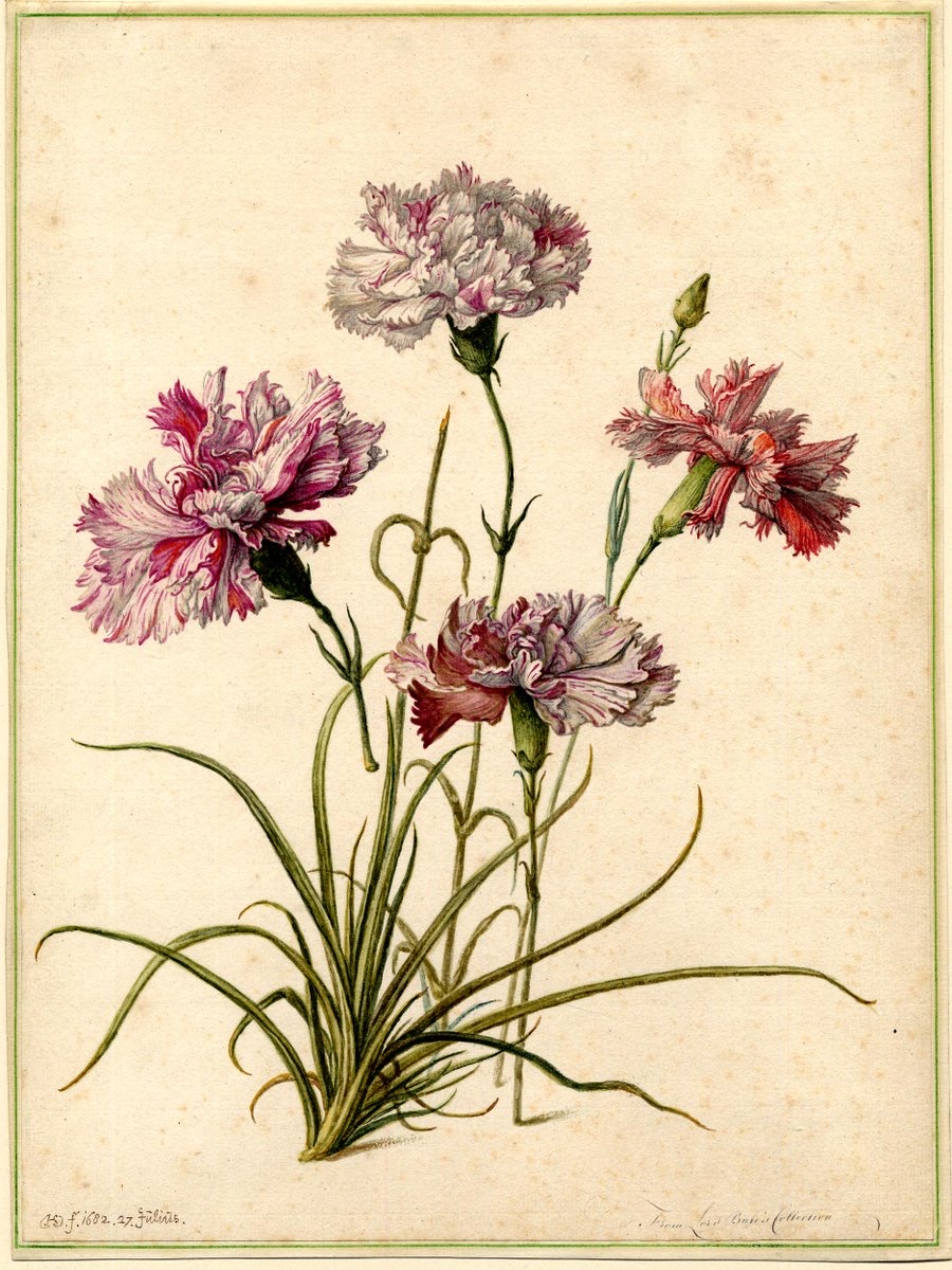 Four Pinks - with buds and foliage.   Herman Saftleven, 1682.  (British Museum)