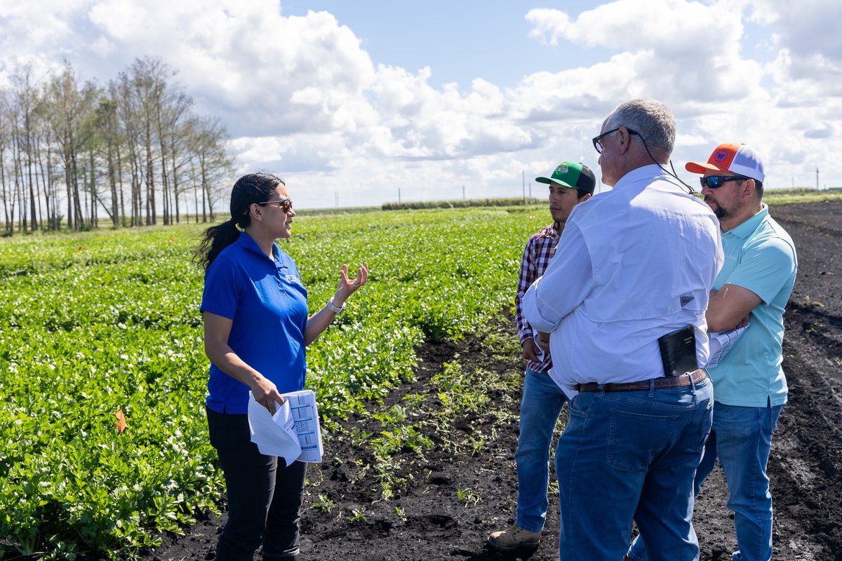 Larissa C. Ferreira-Nuffer ๐ง๐ท๐บ๐ธ (@ferreiralc_) on Twitter photo Today we had a fantastic celery field day at <a href="/EvergladesREC/">UF IFAS Everglades REC - Belle Glade</a>!ย We shared updates on our Cercospora research and gave growers & crop consultants a tour of our plots. Great discussions and a successful field visit! Today we had a fantastic celery field day at <a href="/EvergladesREC/">UF IFAS Everglades REC - Belle Glade</a>!ย We shared updates on our Cercospora research and gave growers & crop consultants a tour of our plots. Great discussions and a successful field visit!