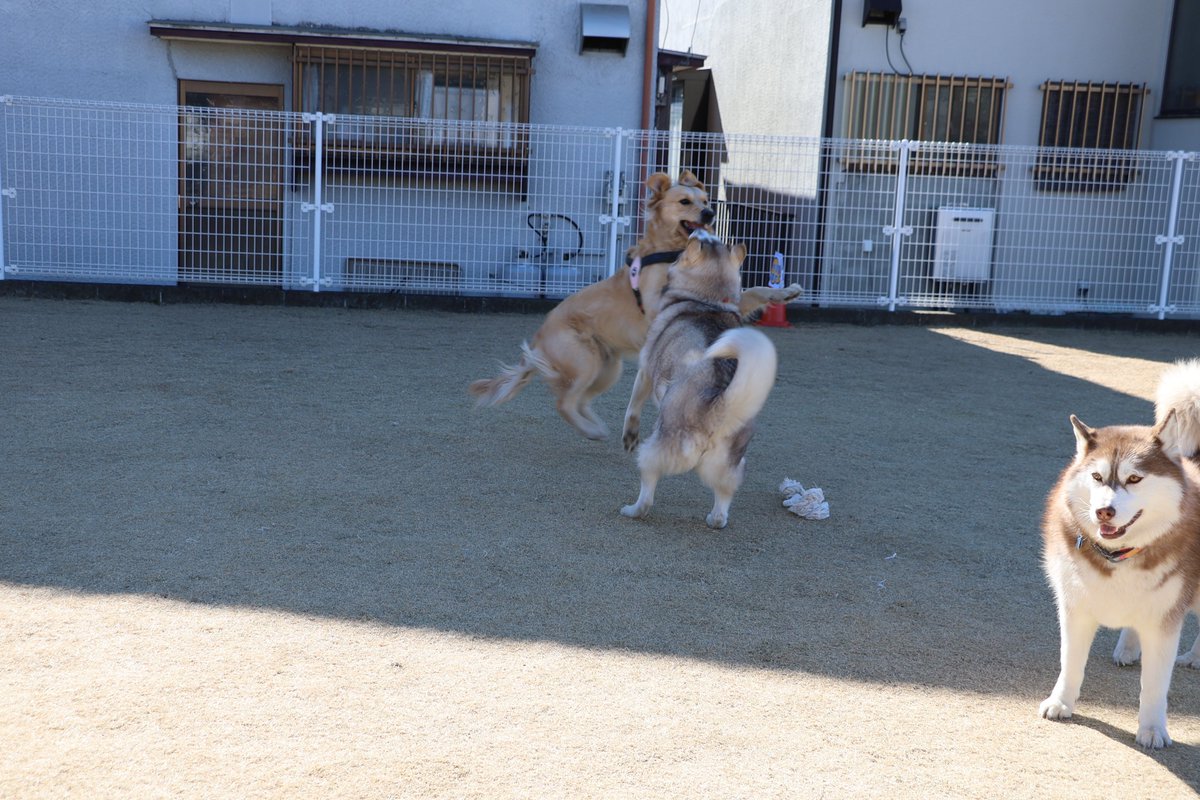 ausruf's tweet photo. うちのわんこ（下の子
遊ぶ時に立ち上がって上から犬パンチｗｗ https://t.co/SFMRFsmfS2