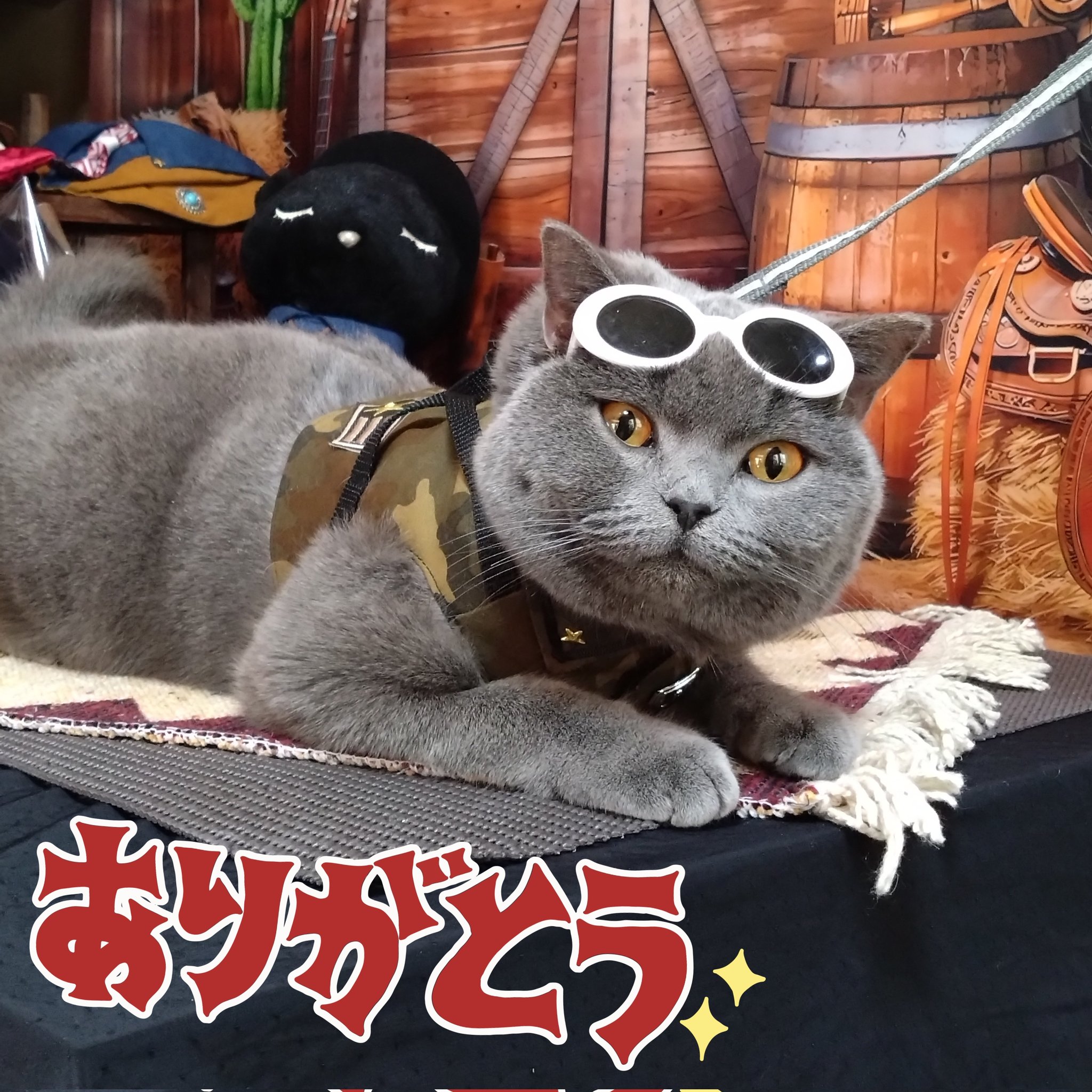 上等な みけねこ。 (@mike_myi) / X ピンズ・ピンバッジ・缶バッジ