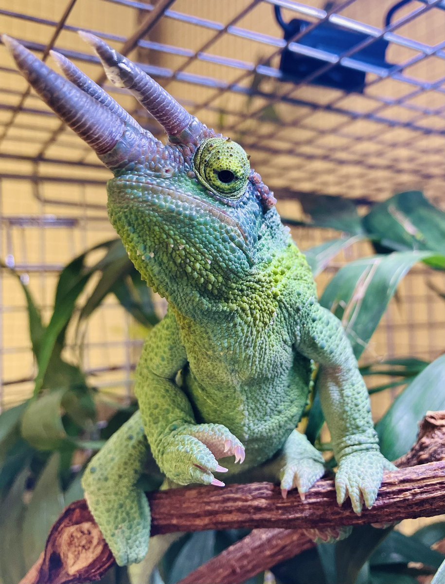 AtelierLino's tweet image. 美しいツノ✨