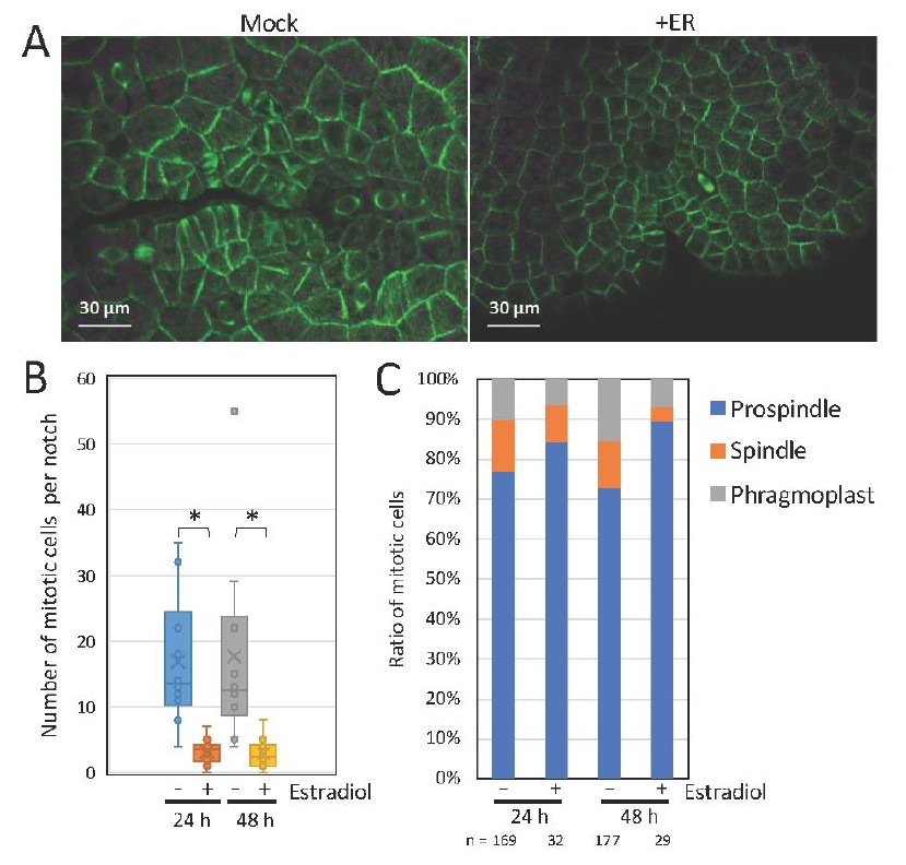 PCP_EIC's tweet image. 🚅Advance Access: 💐Regular Paper💫Open Access!
🌱 NIMA-related kinase (NEK) in plants...

Mase et al. redifine our understanding of plant NEKs in #Marchantia, revealing its critical role in #CellDivision.

doi.org/10.1093/pcp/pc…
#rhizoid #thallus #plantsci