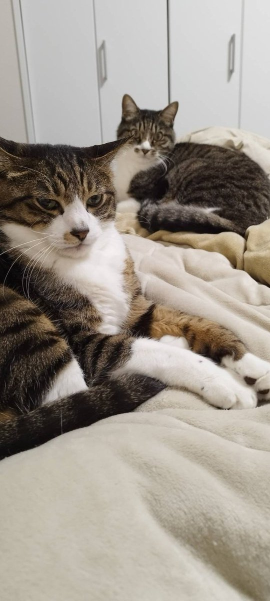猫の月、あと3日。
ラストスパートですね🐾

#NyAERA2025 #やさしさをつなぐ猫 #大黒摩季 #藤原樹 #三山凌輝 #吉川愛 #岩合光昭 #沖昌之 #ぱんだにあ #仁尾智 #竹内薫 #ブルボンヌ #福田昂平 #KEN #なみそ