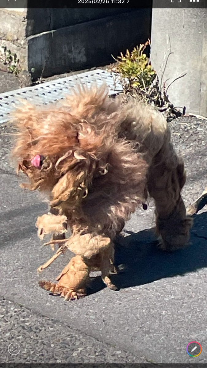 maigoken_1018's tweet photo. #迷子犬
#拡散希望
#茨城県 #ひたちなか市 #馬渡
チップに似てるかもとのことでご連絡いただきました！
地図の場所で1時間ほど前に見つけられ、捕まえようとしたら逃げてしまったそうです。
リードをつけていたそうです。
みなさまご協力のほどよろしくお願いいたします。 https://t.co/HD3ZNJmm0Y
