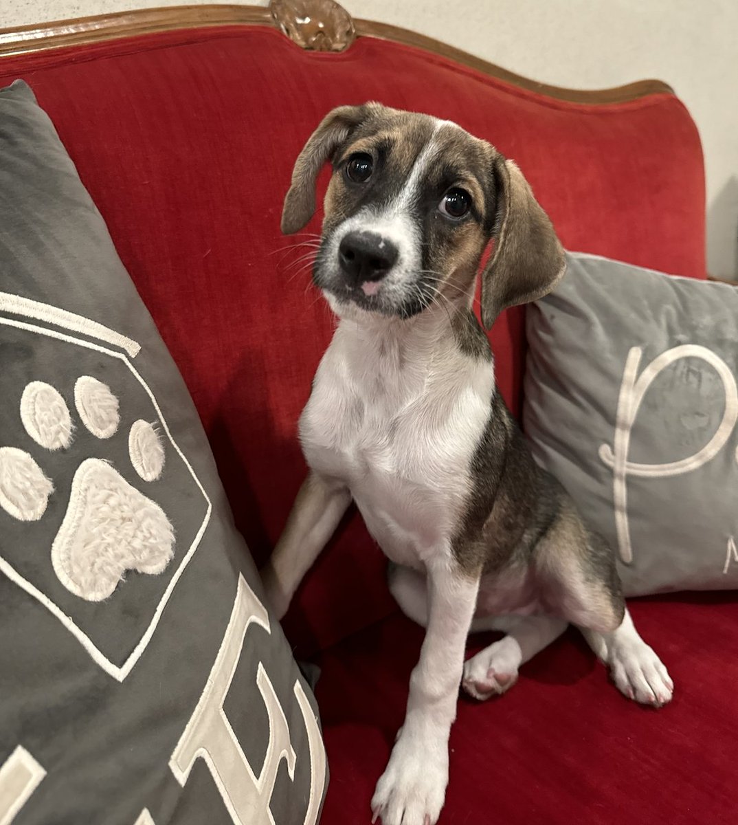 Save A Pet USA tweet media