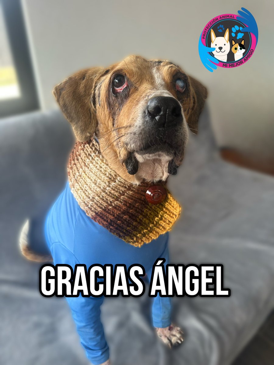AsociacionMi's tweet photo. Gracias Ángel, gracias por tanto, hoy es un día histórico para ti, para nosotros, para todo el país, como quisiera que estuvieras aquí para abrazarte, sé honró tu nombre y el de miles de animalitos, gracias senadora @andreanimalidad gracias ponente @juanchowills gracias congresistas y sobre todo gracias COLOMBIA, prometo seguir luchando por sus derechos con más fuerza, por último y no menos importante gracias rescatistas, fundaciones, activistas y organizaciones sin ustedes nada hubiese sido posible. 💙💙💙