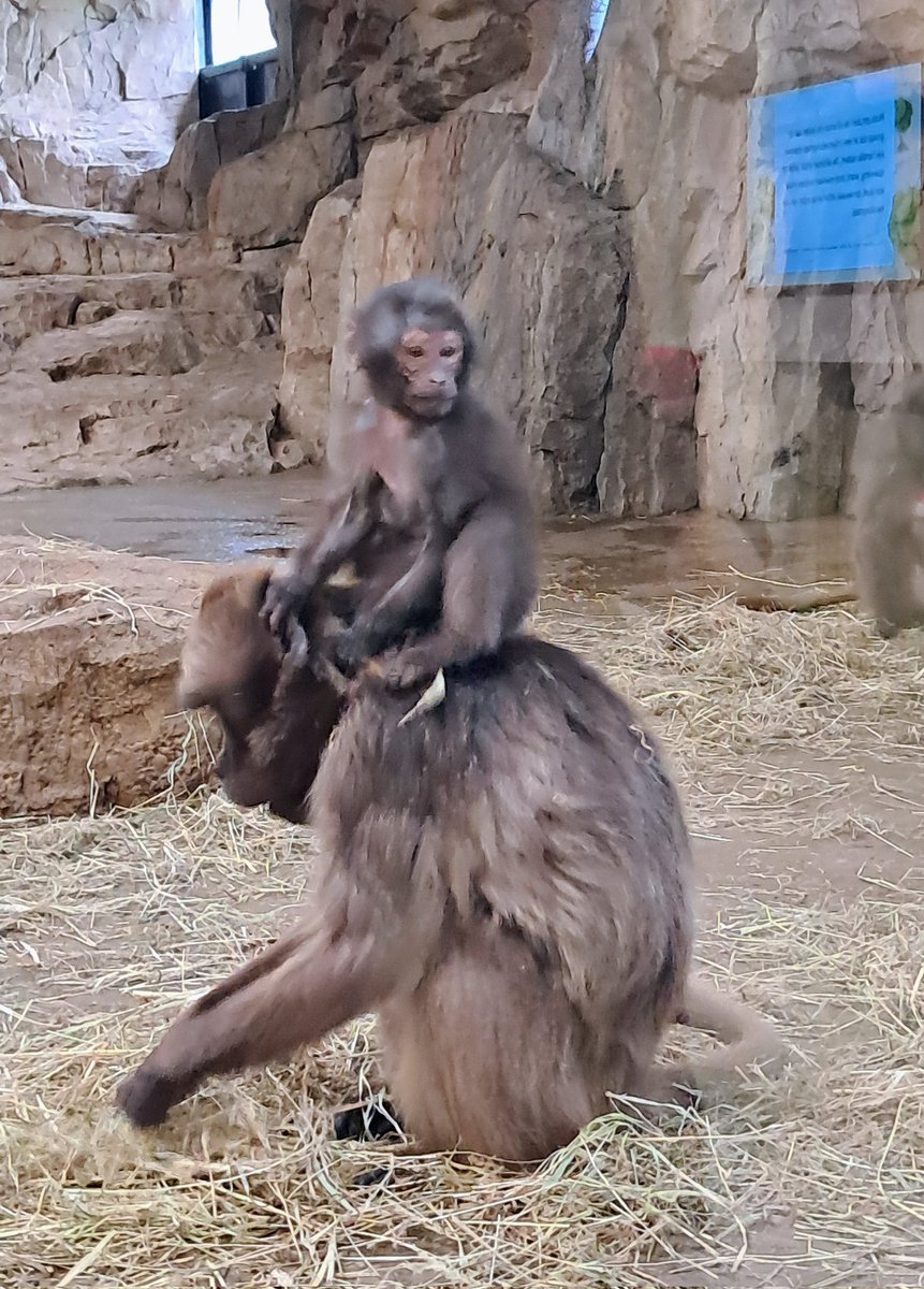Marielle19728's tweet photo. Mooi bezoekje @RotterdamZoo #rotterdam 🐒🦒🦬 https://t.co/JOolSHnGTT