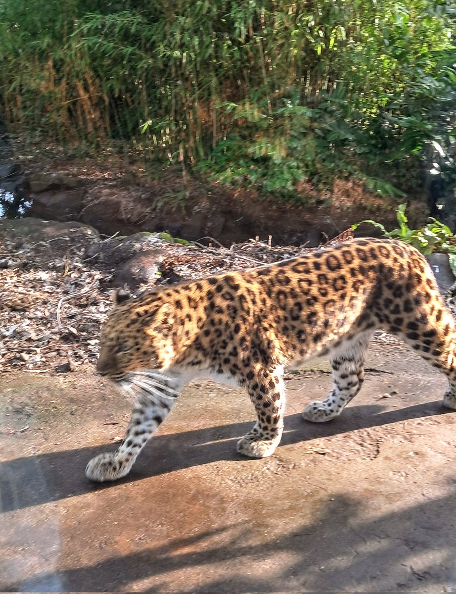 Marielle19728's tweet photo. Mooi bezoekje @RotterdamZoo #rotterdam 🐒🦒🦬 https://t.co/JOolSHnGTT