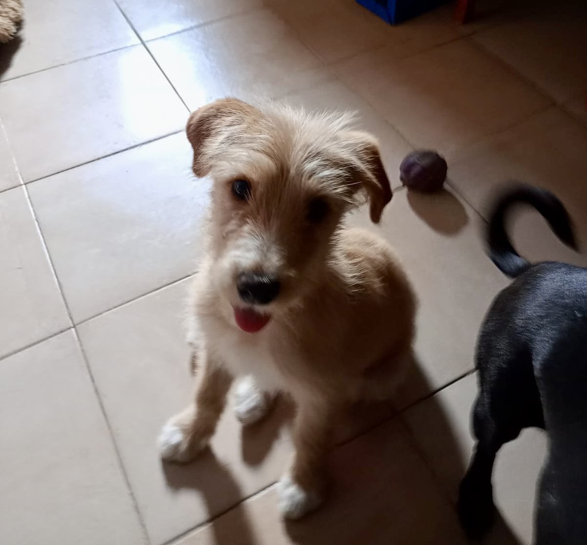 ¿Recuerdan a Benji💛 la cachorrita que una tipa iba a ”tirar"?
Pues ha crecido mucho, ya es toda una jovencita traviesa, siempre llena de alegría con ideas locas para organizar el despapaye😅
Está busca de padrinos para completar su protocolo de salud. El costo de sus vacunas es