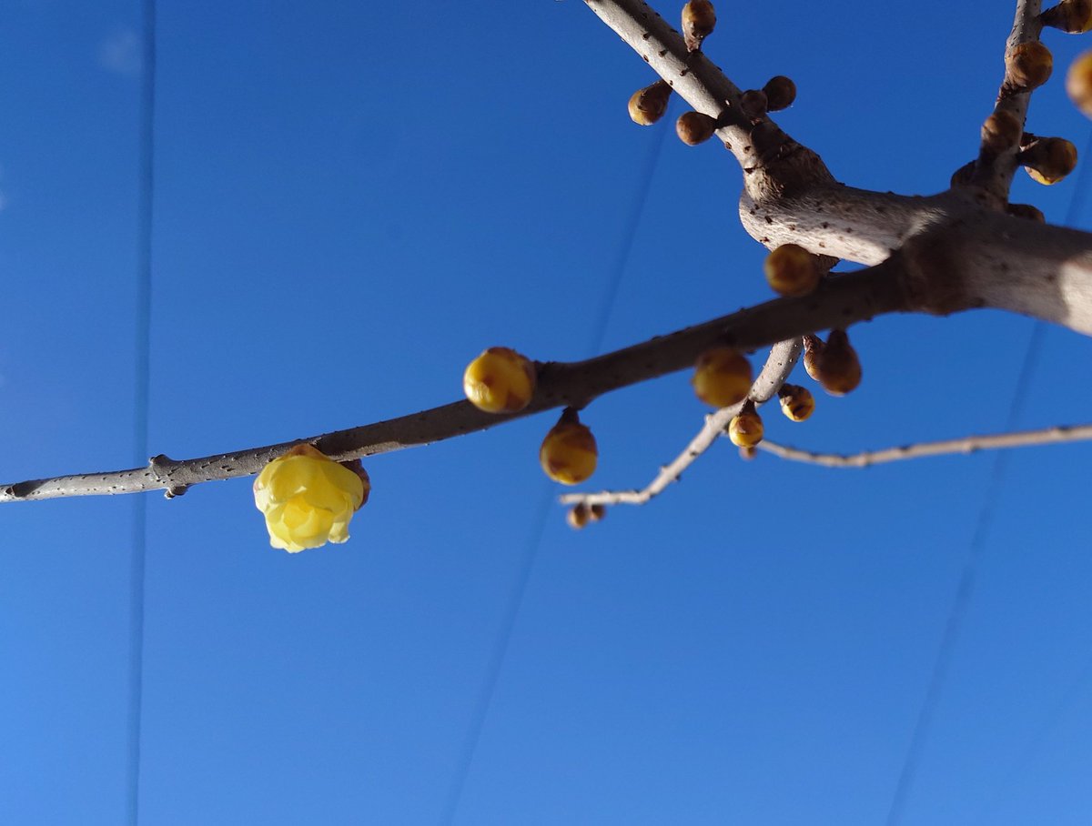 🦋˙˚ʚノラ ɞ˚˙🦋 後でﾘﾌﾟ廻りしま〜す✨ tweet media