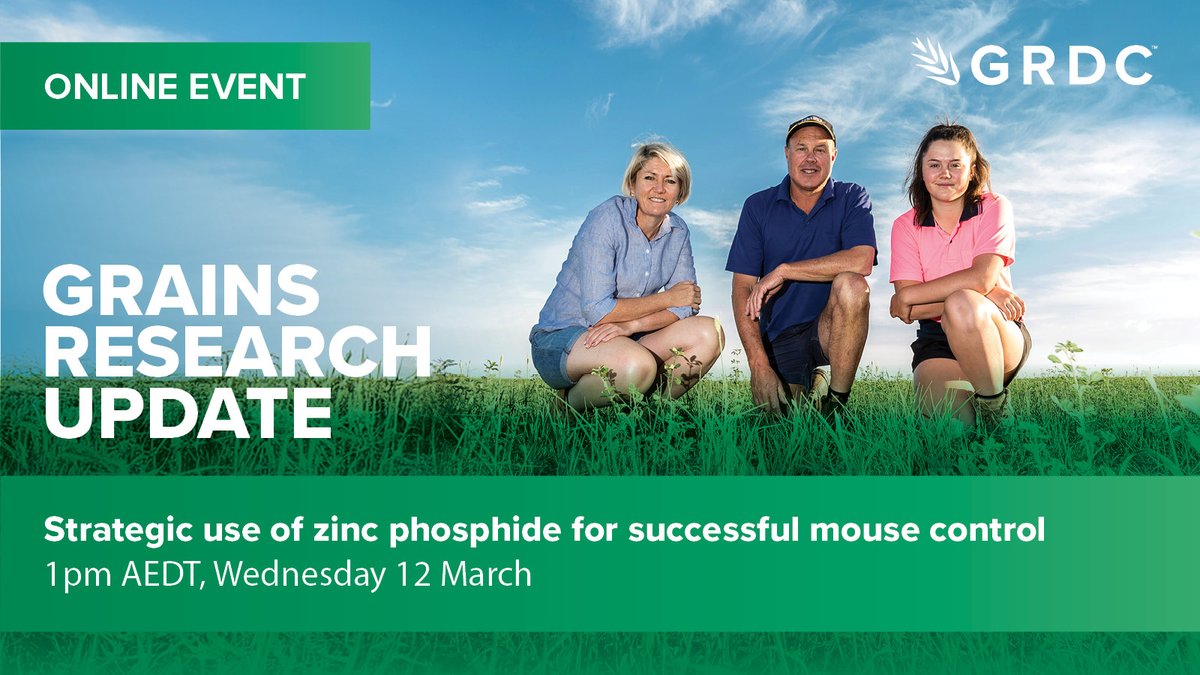 theGRDC's tweet photo. 🐭 WEBINAR - Strategic use of zinc phosphide for successful mouse control

Join our online #GRDCUpdate to hear from Steve Henry @CSIRO & research engineer Ben White @1800weevil explore strategies for successful mouse control and factors that restrict efficacy of zinc phosphide.

They will highlight recent research on best placement of zinc phosphide & the impact of leftover grain in paddock post-harvest.

📍 ONLINE
📅 Wednesday 12 Mar 
⏰ 1.00-2.00pm AEDT
 
REGISTER: https://t.co/a6oHUou6yR