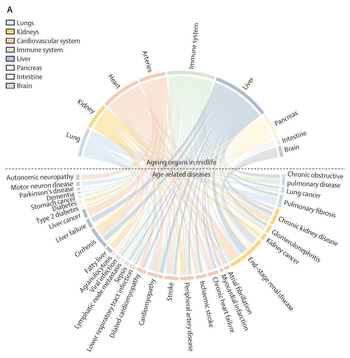 Eric Topol (@erictopol) on Twitter photo Protein organ clocks, as assessed in over 6,000 people (~4,000 plasma proteins, 9 organs) with 20-year follow-up are predictive for over 30 age-related diseases
thelancet.com/journals/landi… <a href="/LancetDigitalH/">The Lancet Digital Health</a> <a href="/MikaKivimaki/">Mika Kivimaki</a> Protein organ clocks, as assessed in over 6,000 people (~4,000 plasma proteins, 9 organs) with 20-year follow-up are predictive for over 30 age-related diseases
thelancet.com/journals/landi… <a href="/LancetDigitalH/">The Lancet Digital Health</a> <a href="/MikaKivimaki/">Mika Kivimaki</a>