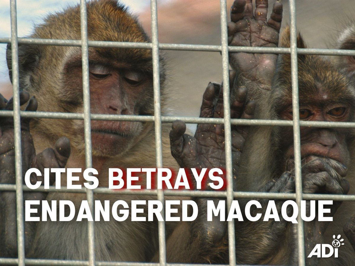 AnimalDefenders's tweet image. CITES has disappointingly rejected a full ban on the sale of endangered Cambodian long-tailed macaques for use in biomedical research after discrepancies were reported between trade data and suspiciously high birth rates among captive-bred monkeys. #EndAnimalTesting