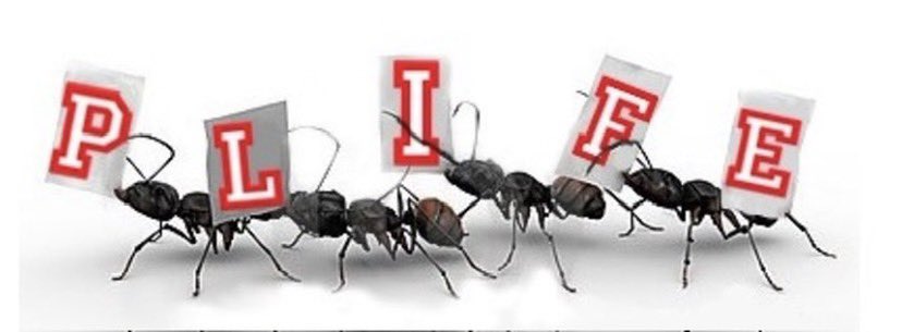 LaloBernasconi's tweet photo. El obstáculo en el camino se convierte en el camino. Nunca olvides que dentro de cada
obstáculo hay una oportunidad para mejorar nuestra condición.
La Persistencia Gana La Carrera
#PLIFE https://t.co/sMMatdRZ6C