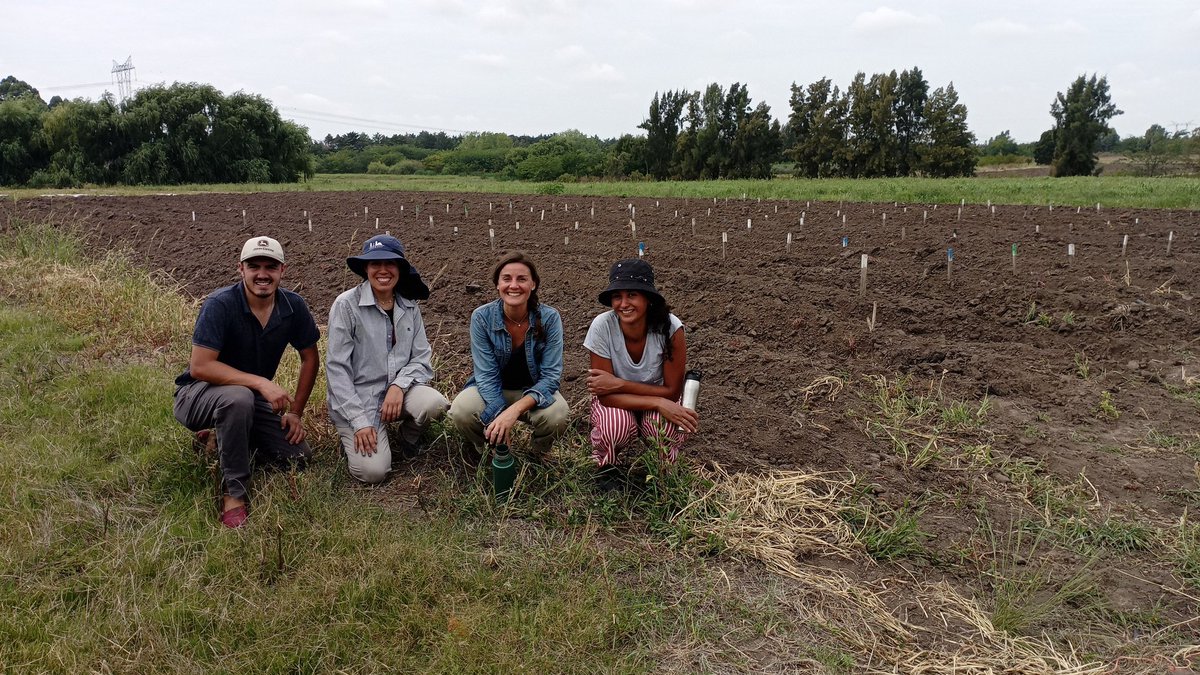 Quedo instalado el Experimento de distintos materiales de propagación de papas en el CentroRegional Sur de la <a href="/FagroUdelar/">Facultad Agronomía</a> <a href="/Udelaruy/">Universidad de la República</a> bajo la responsabilidad de la profesora Ing. Agr. Dra. Paula Colnago. Esperando el agua!!