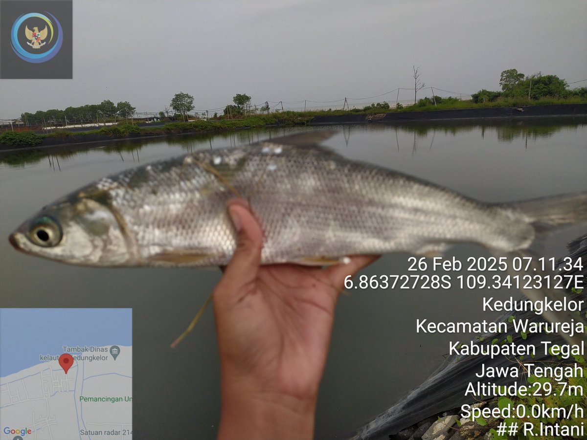 onimaedah's tweet photo. Rosiana I
 Luhkan Kabupaten Tegal Anjangsana dan pendampingan panen bandeng Pokdakan Mina Bandeng AbadiKec.warureja Kab.Tegal Hasil 250kg Size 4 ek/Kg Harga Jual 25.000/Kg
#Luhlapor
@bppsdm_puslatkp
#Panen
#GiatLuhkanSatminkalTegal
#GiatLuhkanSatminkalBogor https://t.co/tZQPhvzW2b