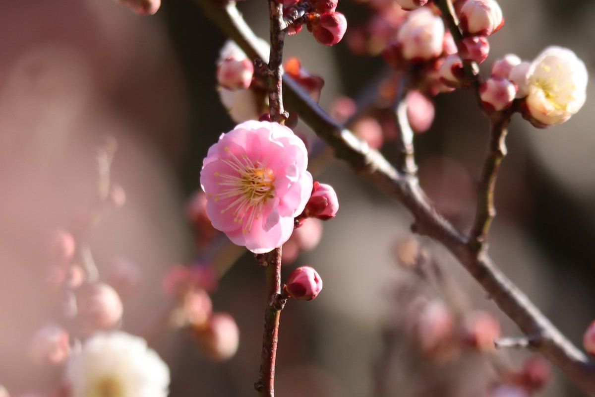 うめ園では一本の木から紅、白、ピンクなどの花を咲かせる '#輪違い' が咲き始めました。別名「#思いのまま」。
This plum tree blooms red, white, and pink flowers on a single tree!（広報係）#梅　#神代植物公園 
▽Prunus mume