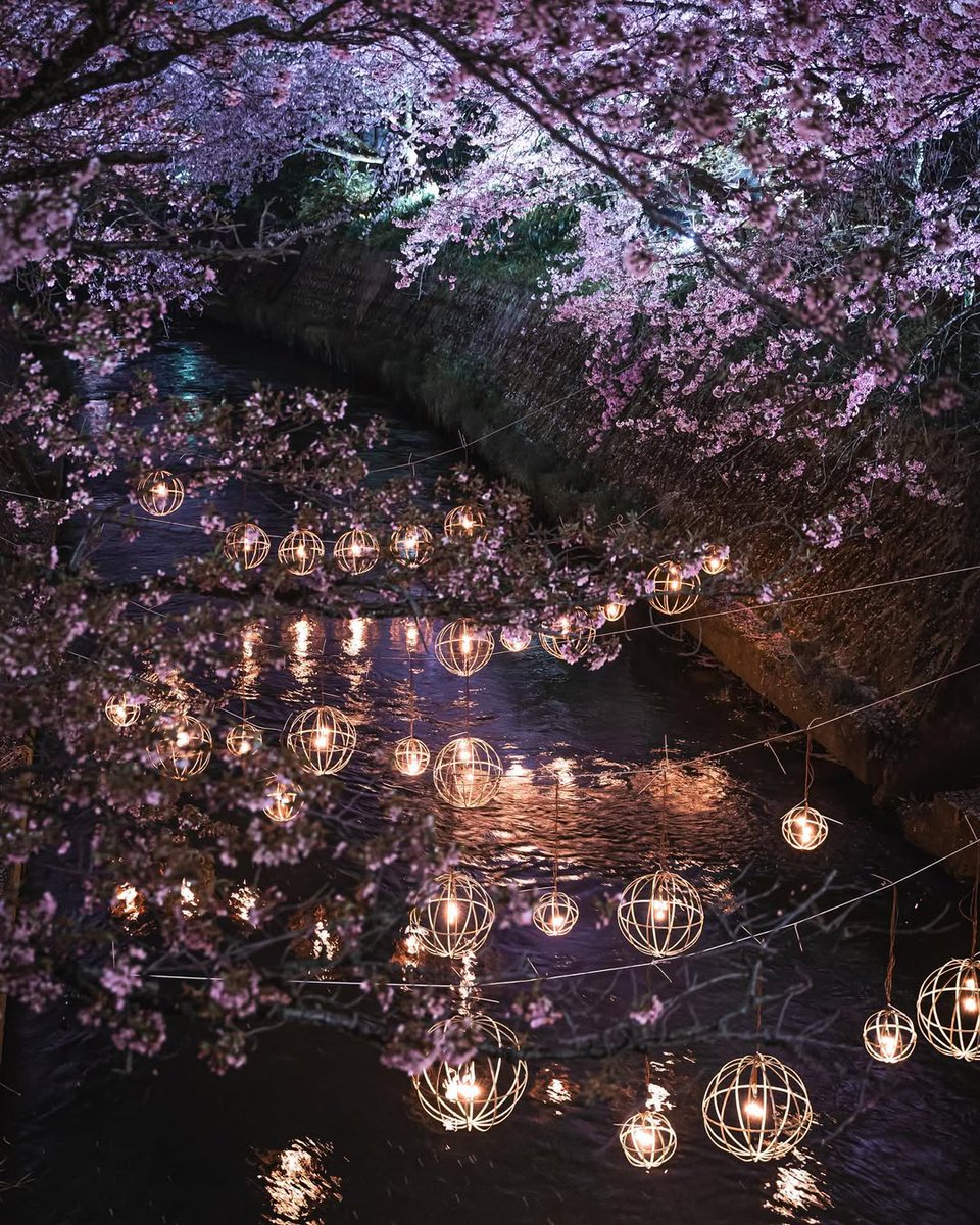 🌸 Experience the magic of the Fukuoka Sakura Festival in Takaoka!

Walk beneath 1,000 blooming cherry trees along the Gando River, glowing at night with stunning illuminations and bamboo kishiwatari lights. Enjoy boat rides, flea markets, food stalls, and the serene sound of the