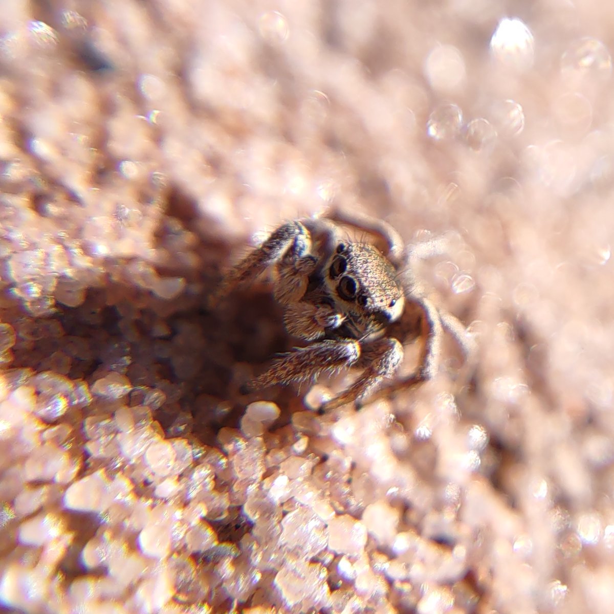 mindless_t's tweet photo. Juvenile male habronattus jumping spider. https://t.co/BUP1If5JEM