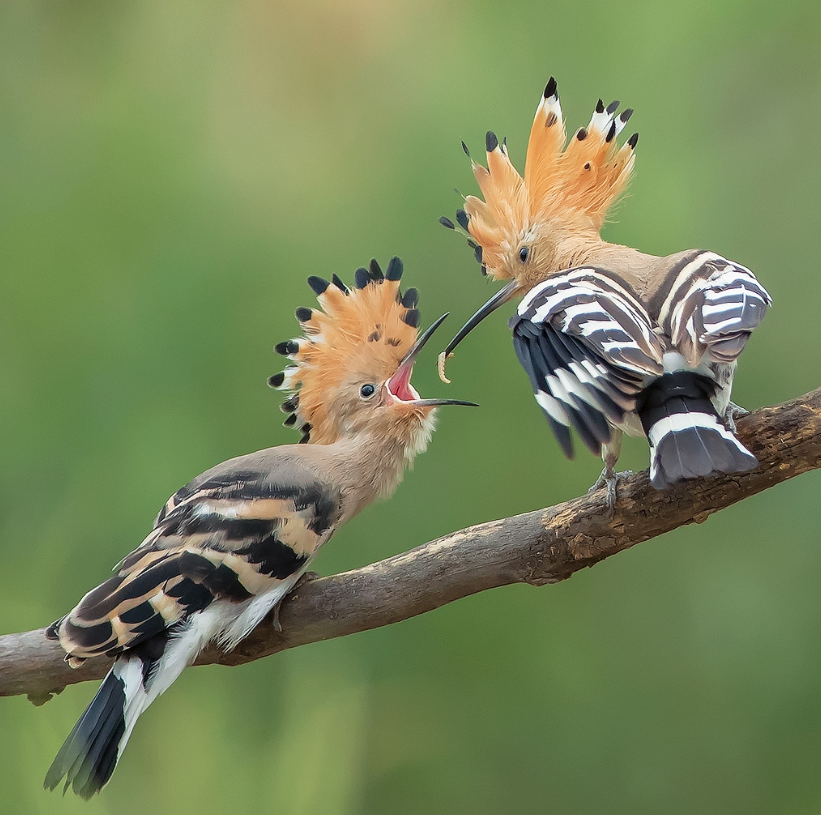 Guess what this bird is called! 🐦