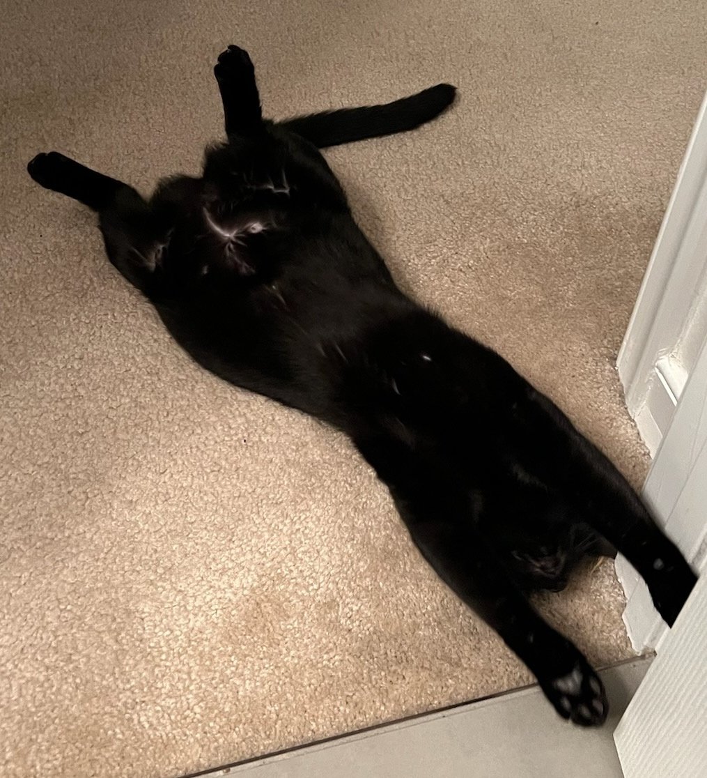 🪶VwTiny art tweet media