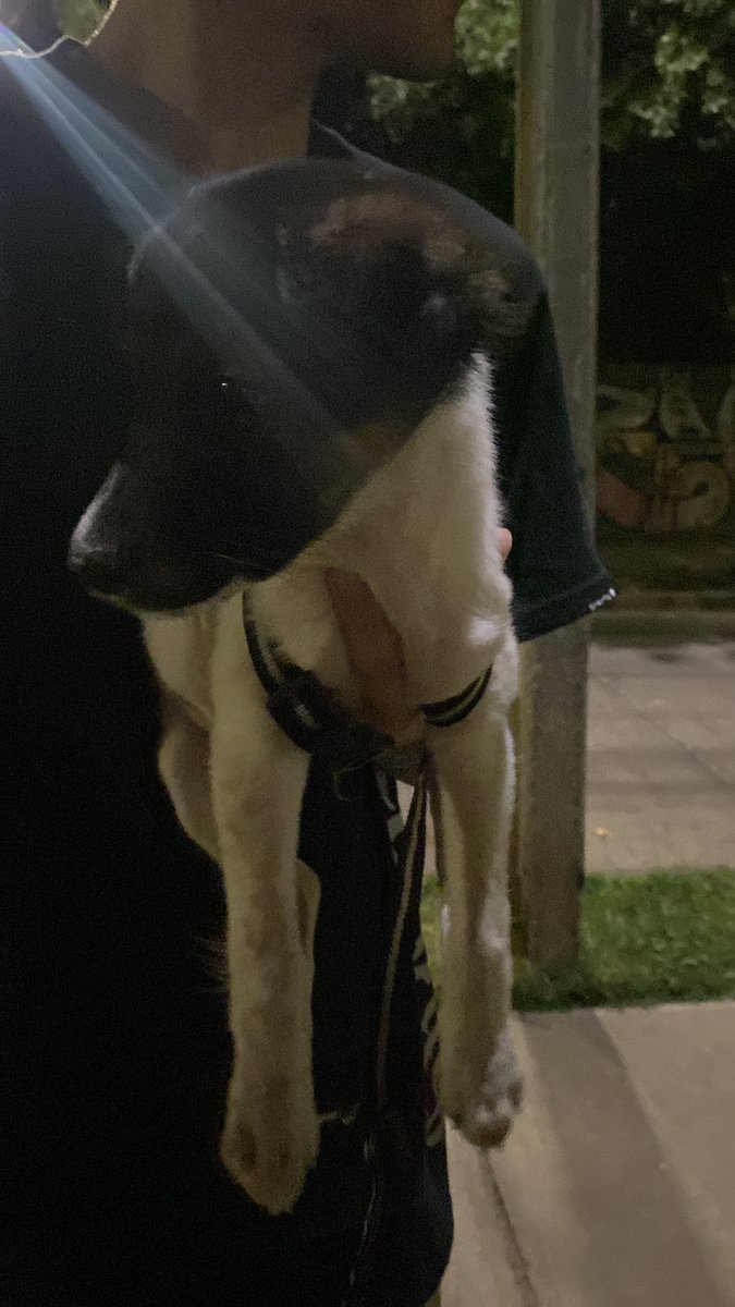 Esta pequeña apareció en la Villa Teniente (Rancagua) por avenida Dorado, hace solo unos minutos. Anda con arnés y debe tener unos dos meses. Favor si se le ha extraviado, escríbame; o bien si desea adoptarla 
<a href="/Fundacion_Suyai/">FundacionSuyai</a> <a href="/carolinapinoc/">Caro 🌲 C.</a>