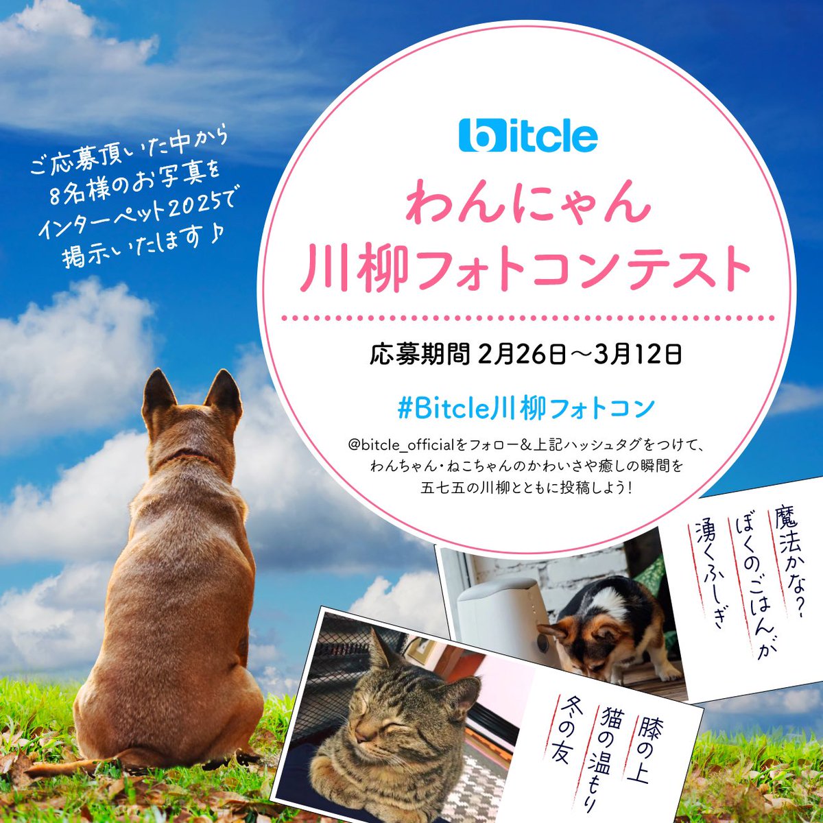 bitcle's tweet photo. こんにちはbitcleです🐾
お知らせです📢

豪華景品が当たる『bitcleわんにゃん川柳フォトコンテスト』をInstagramにて大募集🎉

詳しくは⬇️
https://t.co/dGICzjJy08

皆さまのご応募お待ちしております😆

#bitcle #bitcle川柳フォトコン #フォトコン #川柳 #プレゼント企画 #インターペット2025 https://t.co/gjPSXykhJq