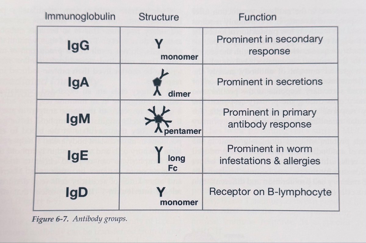 Immunoglobulin